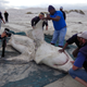 Image for article titled Two Orcas Near South Africa Are at War With Great White Sharks